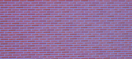 Mur des squelettes du Muséum de Toulouse.