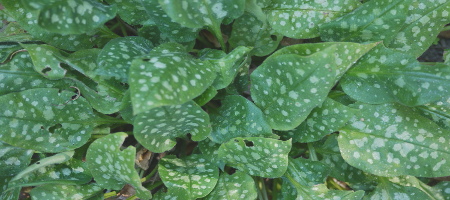 pulmonaria officinalis